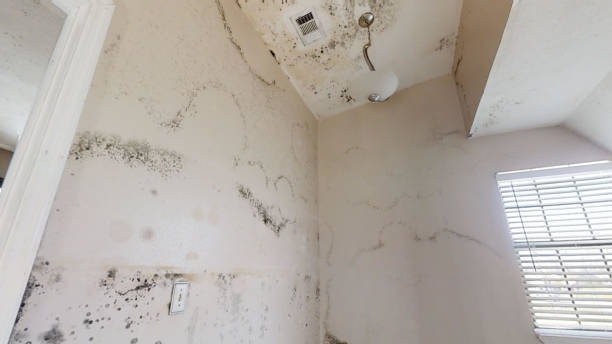 Reliable Merced, CA Mold Removal Solutions