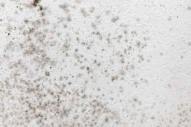 Best Environmental Consulting for Mold Prevention  in Merced, CA