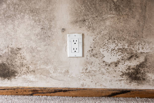 Best Comprehensive Air Testing for Mold Contaminants  in Merced, CA